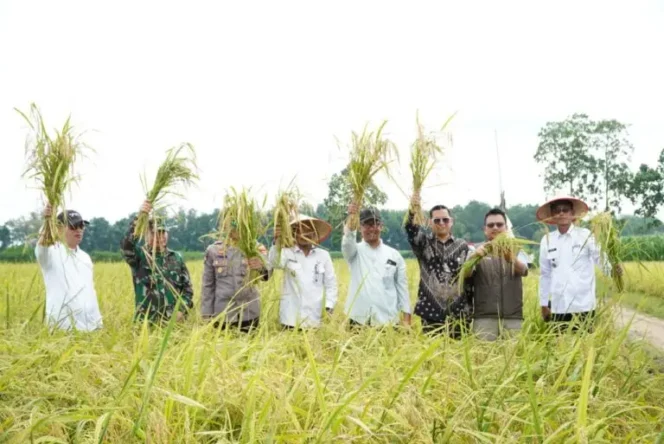 
 Panen Raya Padi Di Tiyuh Gading Kencana, Bupati Novriwan Terapkan Sistem Pertanian Berkelanjutan