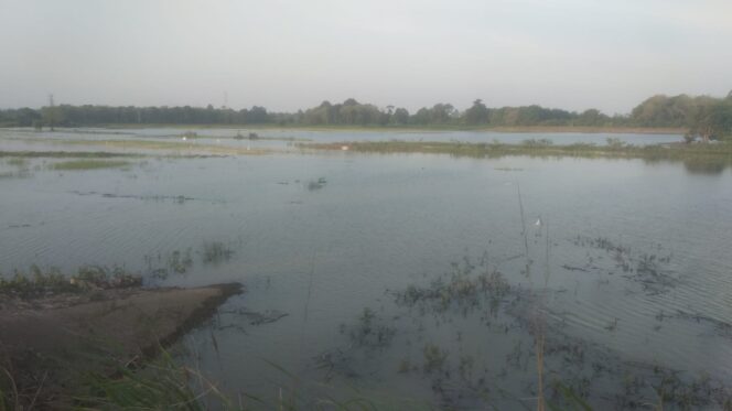 
 Petani Penumangan Merugi Ratusan Juta Rupiah, Puluhan Hektar Sawah Terendam Banjir Kali Way Kiri