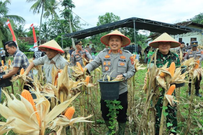 
 Polres Tulang Bawang Barat Gelar Panen Raya Jagung Serentak Kuartal I Tahun 2026 di Kecamatan Tumijajar